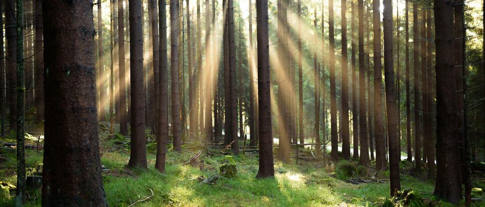 Raus aus der Online-Welt, an in den Wald.