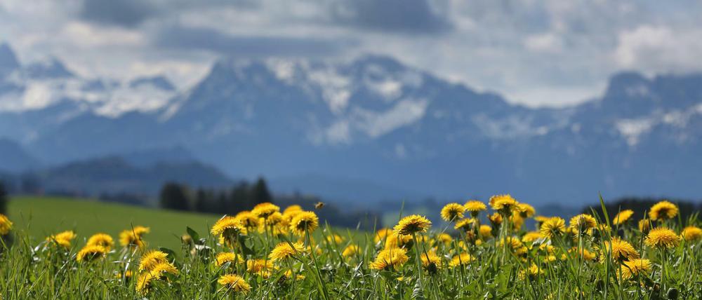 Panorama der Allgäuer Alpen. 