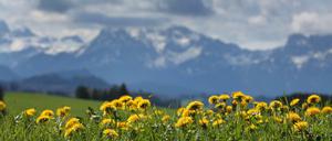 Panorama der Allgäuer Alpen. 