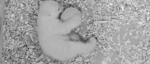 Das Eisbärenbaby vertreibt sich die Zeit, bis es endlich raus kann, mit Ballspielen.