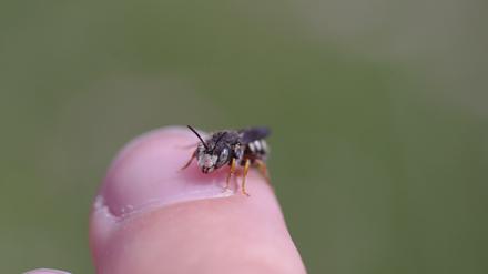 Wildbienen sind wichtige Bestäuber, sind jedoch besonders gefährdet. Zu diesem Schluss kommt eine Studie Münchner Forscher.