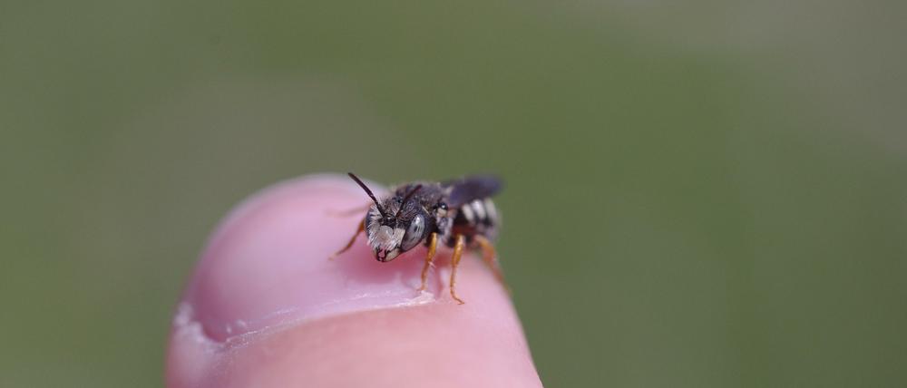 Wildbienen sind wichtige Bestäuber, sind jedoch besonders gefährdet. Zu diesem Schluss kommt eine Studie Münchner Forscher.
