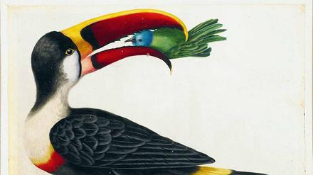 Aufgeschnappt. Ein Tukan aus dem „Surinam-Album“ von Maria Sibylla Merian, entstanden zu Beginn des 18. Jahrhunderts. 