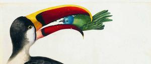Aufgeschnappt. Ein Tukan aus dem „Surinam-Album“ von Maria Sibylla Merian, entstanden zu Beginn des 18. Jahrhunderts. 