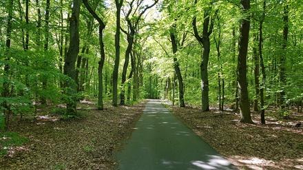 Der Spreeradweg zwischen Berkenbrück und Kersdorfer Schleuse