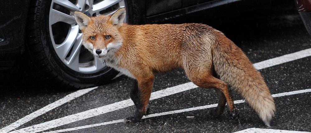 Ein Fuchs hatte bei einem Zusammenstoß mit einem Auto erhebliche Verletzungen davongetragen. 