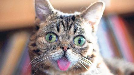 Silberblick, sechs Zehen an den Vorderpfoten, ein zu kleiner Kiefer für die Zunge und zu kurze Beine. Das sind die erkennbaren Eigenschaften, die Lil Bub zu einer berühmten Katze gemacht haben. 