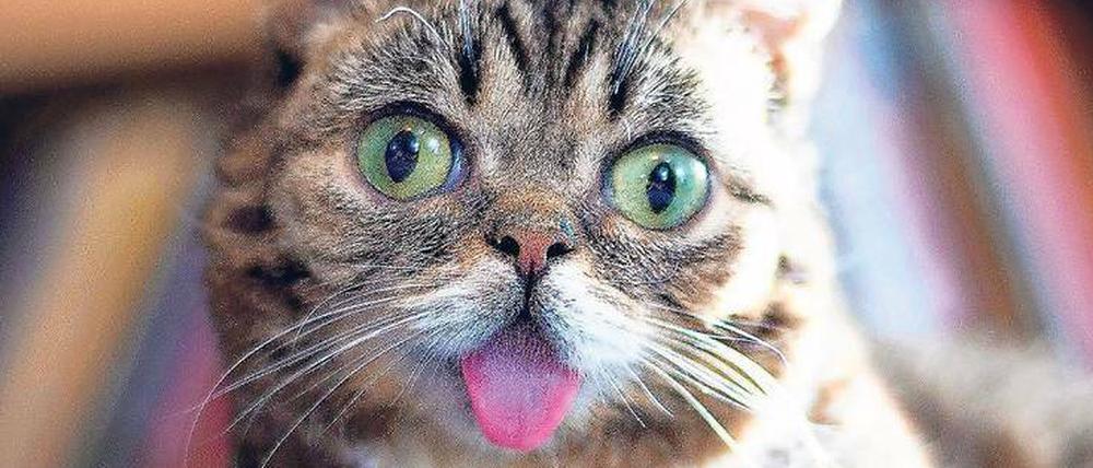 Silberblick, sechs Zehen an den Vorderpfoten, ein zu kleiner Kiefer für die Zunge und zu kurze Beine. Das sind die erkennbaren Eigenschaften, die Lil Bub zu einer berühmten Katze gemacht haben.