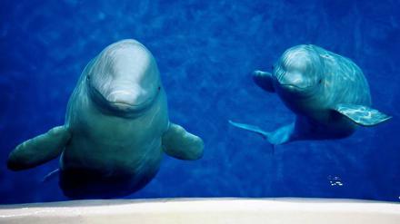 In ihrem Meeresaquarium in Shanghai sind Little White und Little Grey unter den Namen Xiao Bai und Xiao Hui bekannt. 