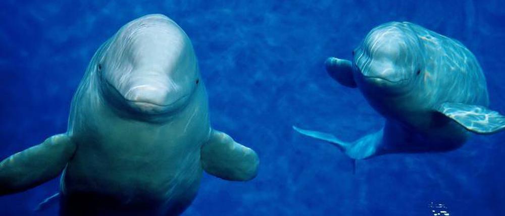 In ihrem Meeresaquarium in Shanghai sind Little White und Little Grey unter den Namen Xiao Bai und Xiao Hui bekannt.