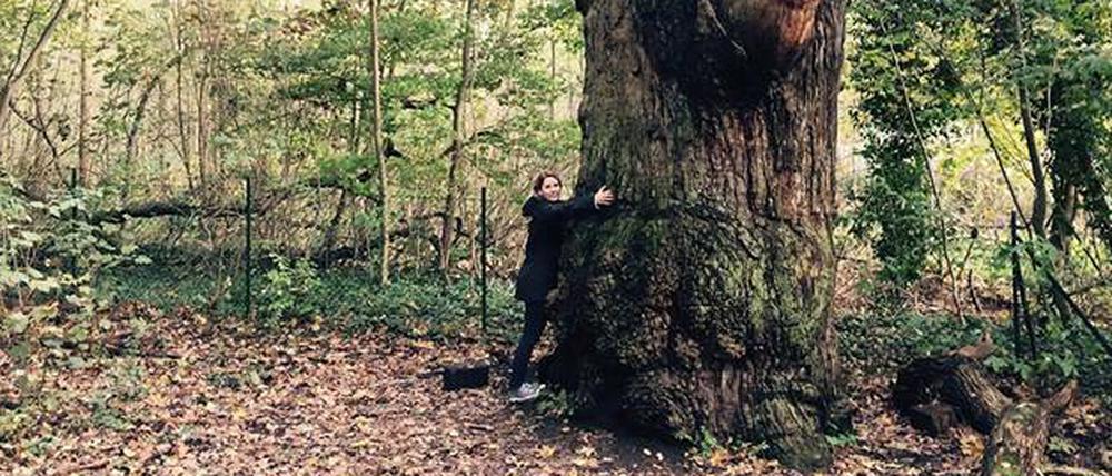 Die dicke Marie. So heißt der angeblich älteste Baum der Stadt. Zu finden ist er nach einem kurzen Spaziergang vom Tegeler Hafen. Die Stieleiche – knapp 18 Meter hoch – soll 800 Jahre alt sein. Die Humboldt-Brüder wohnten in Jugendjahren im Schloss Tegel – dessen Köchin soll Marie geheißen haben. 