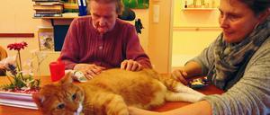 Streichel mich. Eva Kullmann (rechts) bringt mit ihrem Kater Mogli etwas Wärme in die dunkle Welt der stark demenzkranken und blinden Seniorin.