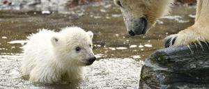 Die kleine Eisbärin plantscht, Mama Tonja passt auf.