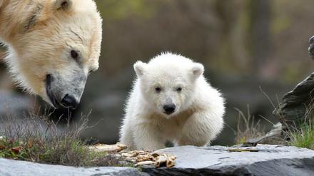 Sooooooooooo süß! Der erste öffentliche Auftritt vom kleinen Eisbären-Mädchen ...