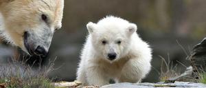 Sooooooooooo süß! Der erste öffentliche Auftritt vom kleinen Eisbären-Mädchen ...