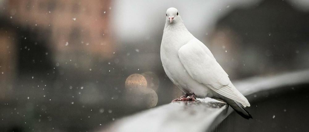 Eine weiße Taube sitzt bei Schneeregen auf einem Geländer, aufgenommen in Berlin. (Symbolbild)