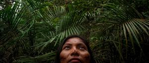 Der Regenwald in Brasilien schrumpft stark