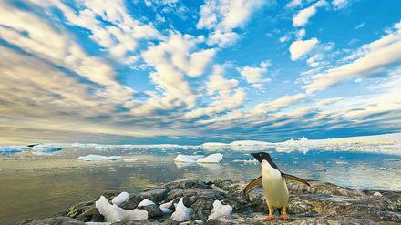 Viel Himmel, wenig Eis. In der Holtedahl-Bucht an der Westküste der Antarktischen Halbinsel hat dieser Adelie-Pinguin keine Ahnung, warum es in seiner Heimat immer wärmer und nasser wird. Aber seinesgleichen geht es insgesamt besser als Pinguinen anderswo.