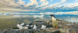 Viel Himmel, wenig Eis. In der Holtedahl-Bucht an der Westküste der Antarktischen Halbinsel hat dieser Adelie-Pinguin keine Ahnung, warum es in seiner Heimat immer wärmer und nasser wird. Aber seinesgleichen geht es insgesamt besser als Pinguinen anderswo.