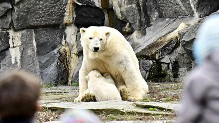 Große und kleine Besucher freuen sich über den Eisbär-Nachwuchs im Tierpark. 