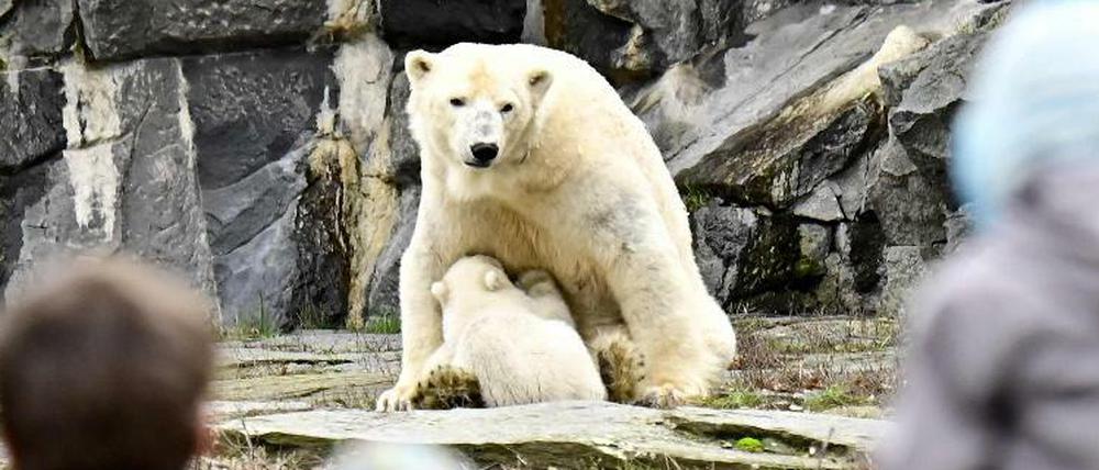 Große und kleine Besucher freuen sich über den Eisbär-Nachwuchs im Tierpark.
