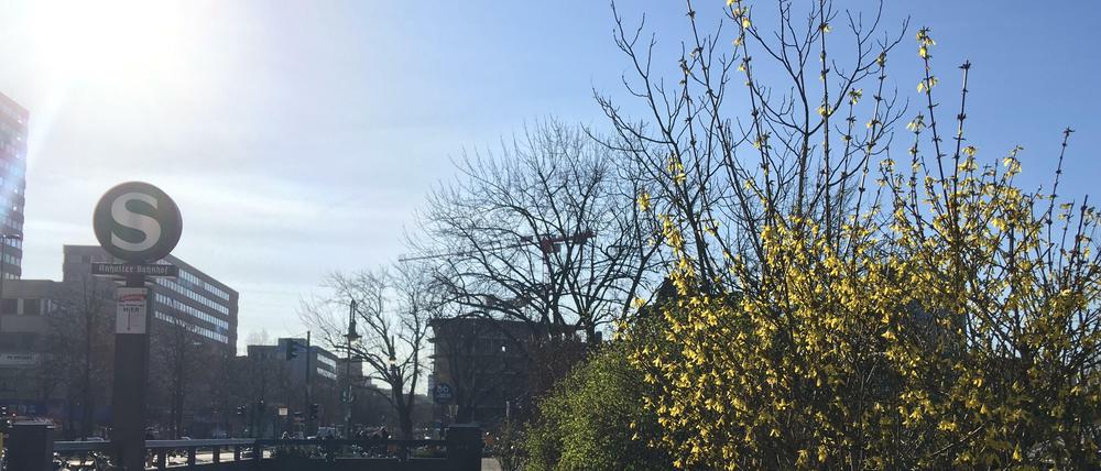 Am Anhalter Bahnhof scheint am Mittwochmorgen kräftig die Sonne und die ersten Sträucher blühen.