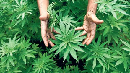 Die Grünen wollen die Gründung eines Landesunternehmens prüfen, das sich um Cannabis-Anbauflächen und Ernteabläufe kümmern soll.