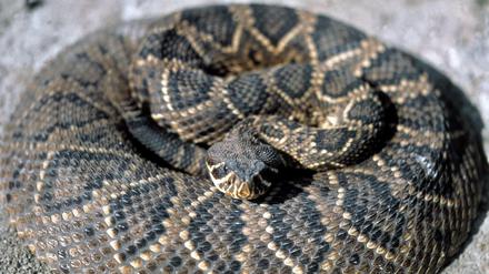 Eine zusammengerollte Klapperschlange (Crotalus). (Archivbild)