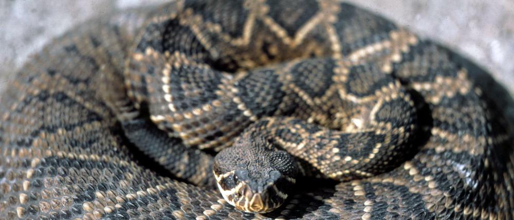 Eine zusammengerollte Klapperschlange (Crotalus). (Archivbild)