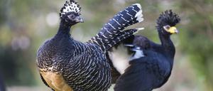 Exoten mit hübschem Federschopf. Das Männchen trägt ein gelbes Tuberkel auf dem Schnabel.