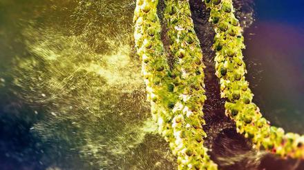 Die Birkenblüte steht unmittelbar bevor. Wie stark die Pollenkonzentration sein wird, hängt vom Wetter ab. Foto: Gregory Dubus/iStockphoto