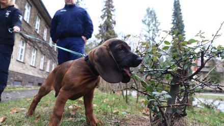 Such! Der elf Wochen alte bayerische Gebirgsschweißhund Duke ist noch in der Ausbildung als Mantrailer.