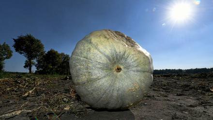 Ein Riesenkürbis der Sorte "Atlantic Giant". Größere Früchte, dickere Ähren, mehr Fleisch - seit Urzeiten züchten Menschen Pflanzen und auch Tiere mit nützlichen Eigenschaften. Darum, ob Konzerne hier Monopole bekommen dürfen, gibt es seit Jahren Streit. Es geht um Macht und Märkte. 