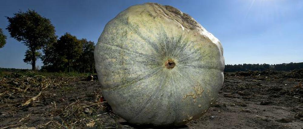 Ein Riesenkürbis der Sorte "Atlantic Giant". Größere Früchte, dickere Ähren, mehr Fleisch - seit Urzeiten züchten Menschen Pflanzen und auch Tiere mit nützlichen Eigenschaften. Darum, ob Konzerne hier Monopole bekommen dürfen, gibt es seit Jahren Streit. Es geht um Macht und Märkte.