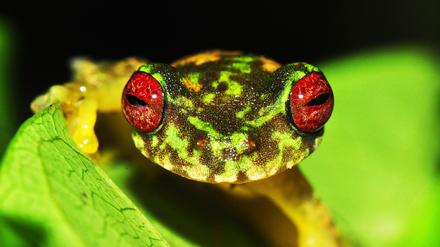 Der Copan Bachfrosch Duellmanohyla soralia lebt in Guatemalas und Honduras und ist eine von hunderten Amphibienarten, deren Überleben durch Chytrid-Pilze bedroht wird. 