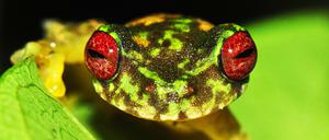 Der Copan Bachfrosch Duellmanohyla soralia lebt in Guatemalas und Honduras und ist eine von hunderten Amphibienarten, deren Überleben durch Chytrid-Pilze bedroht wird. 