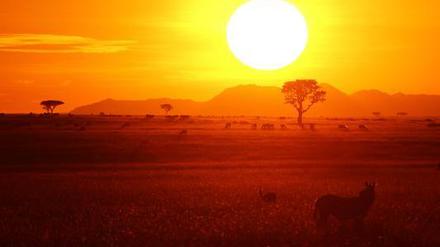 Sonnenuntergang in der Seregeti (undatiertes Bild).