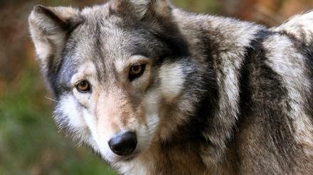 Ein Wolf steht im Freigehege im Tierpark Wisentgehege. 