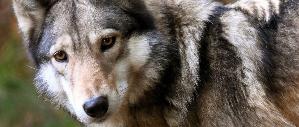 Ein Wolf steht im Freigehege im Tierpark Wisentgehege.