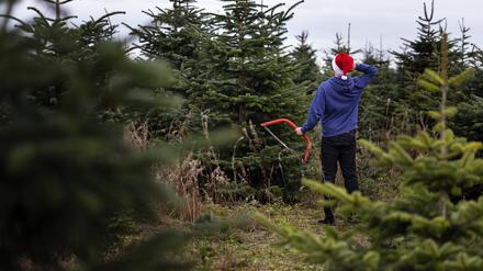 Der Tannenbaum gehört schon seit jeher zur Weihnachtstradition.