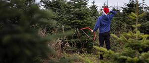 Der Tannenbaum gehört schon seit jeher zur Weihnachtstradition.