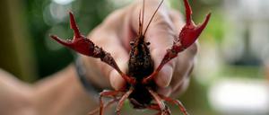 Zum Fang freigegeben. Ein roter amerikanischer Sumpfkrebs im Tiergarten.