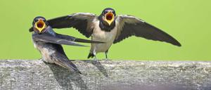 Bedroht sind auch Rauchschwalben.