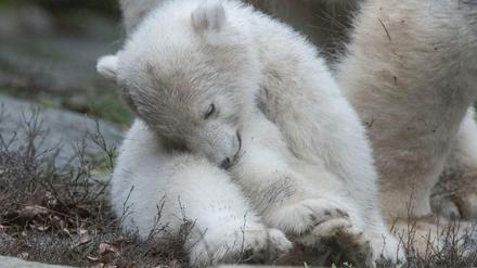 Die kleine, noch namenlose Eisbärin zeigt sich zum ersten Mal den Besuchern im Tierpark.
