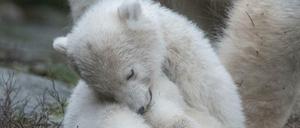 Die kleine, noch namenlose Eisbärin zeigt sich zum ersten Mal den Besuchern im Tierpark.