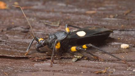 Vorsicht, sie kann fliegen! Die Zweifleck-Raubwanze lebt in der Regel auf dem Boden, kann aber auf Bäume kommen.