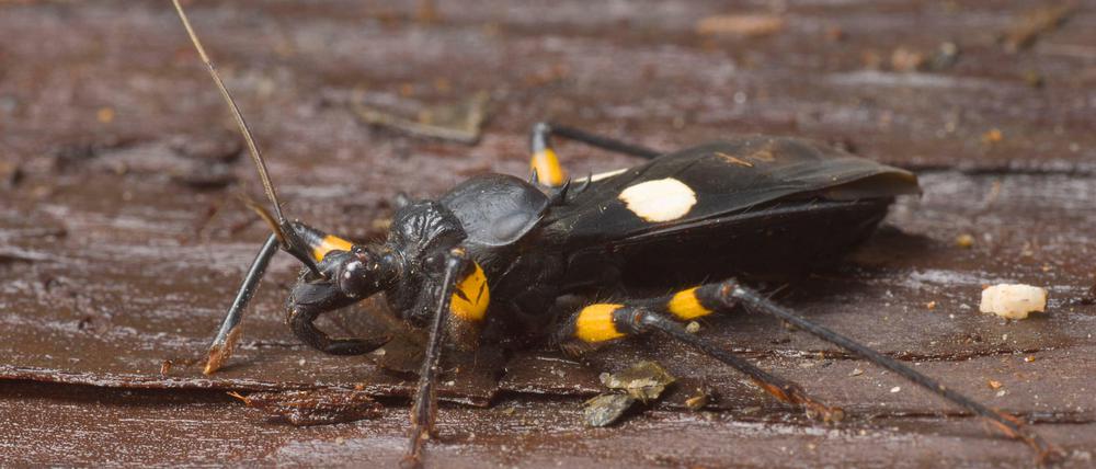 Vorsicht, sie kann fliegen! Die Zweifleck-Raubwanze lebt in der Regel auf dem Boden, kann aber auf Bäume kommen.