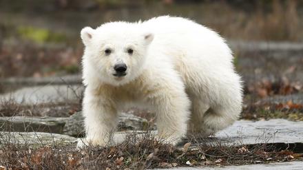 Flauschig: Die kleine Eisbärin auf Erkundungstour im Tierpark.