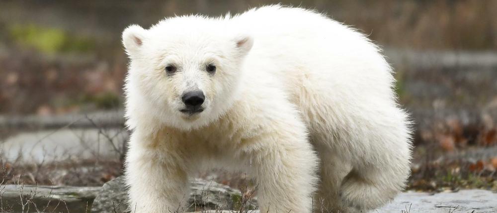 Flauschig: Die kleine Eisbärin auf Erkundungstour im Tierpark.