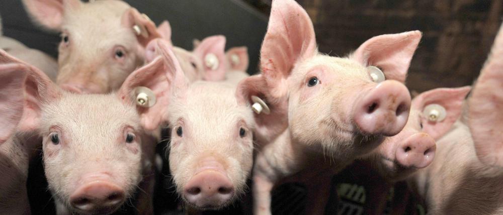 Ferkel in einem Stall in Niedersachsen (Archivbild von 2012) 